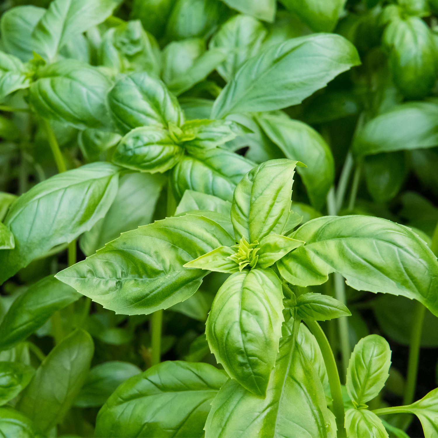 Huile essentielle de Basilic Tropical