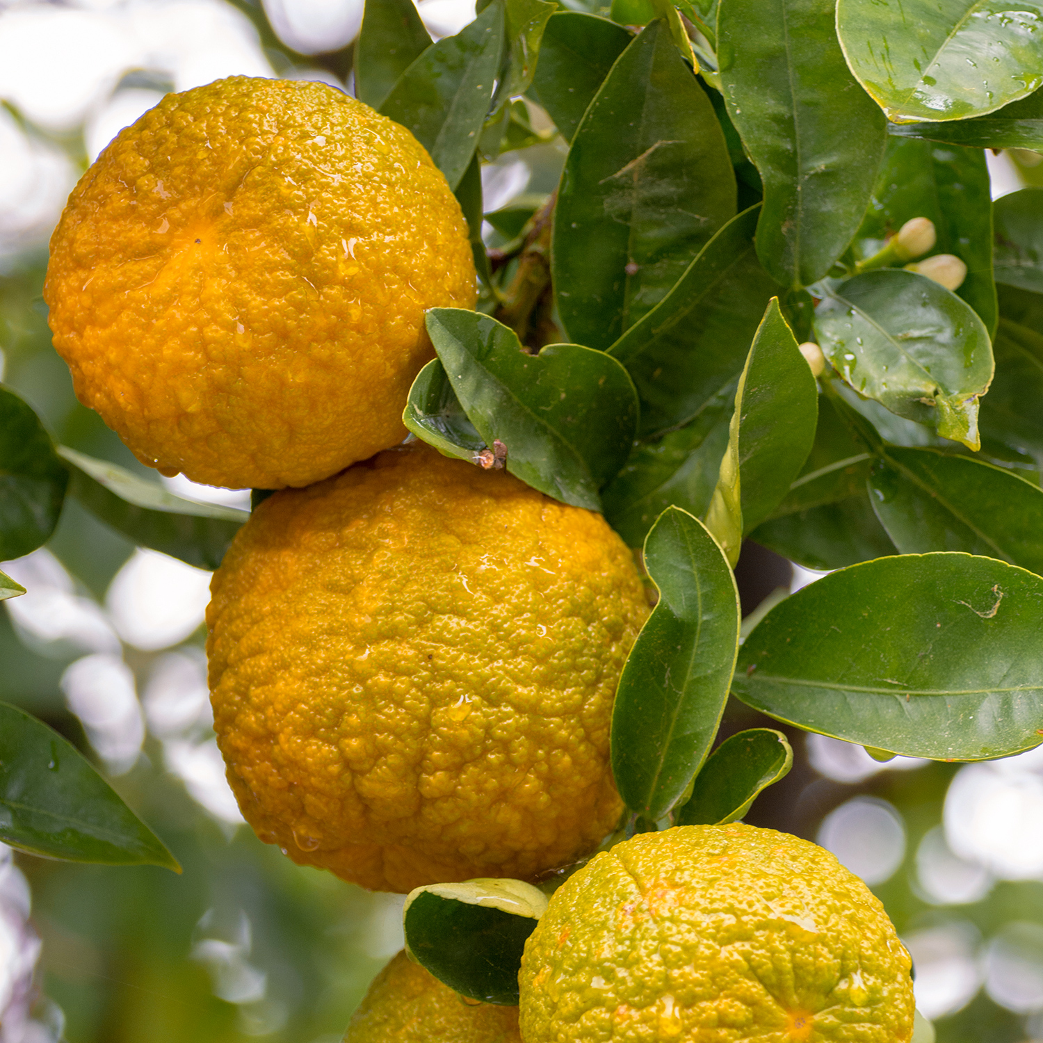 Huile essentielle de Bergamote