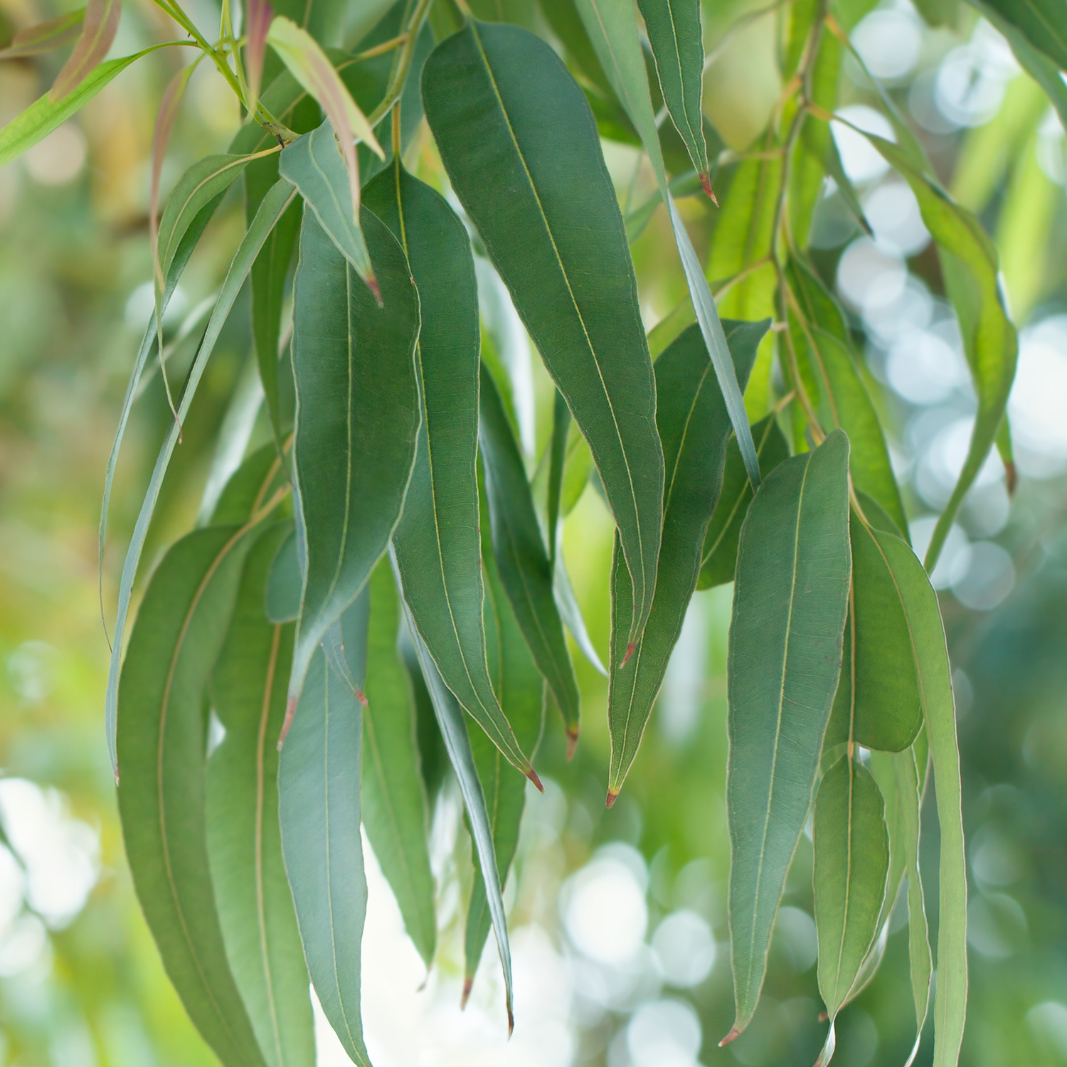 Huile essentielle d'Eucalyptus Radiata