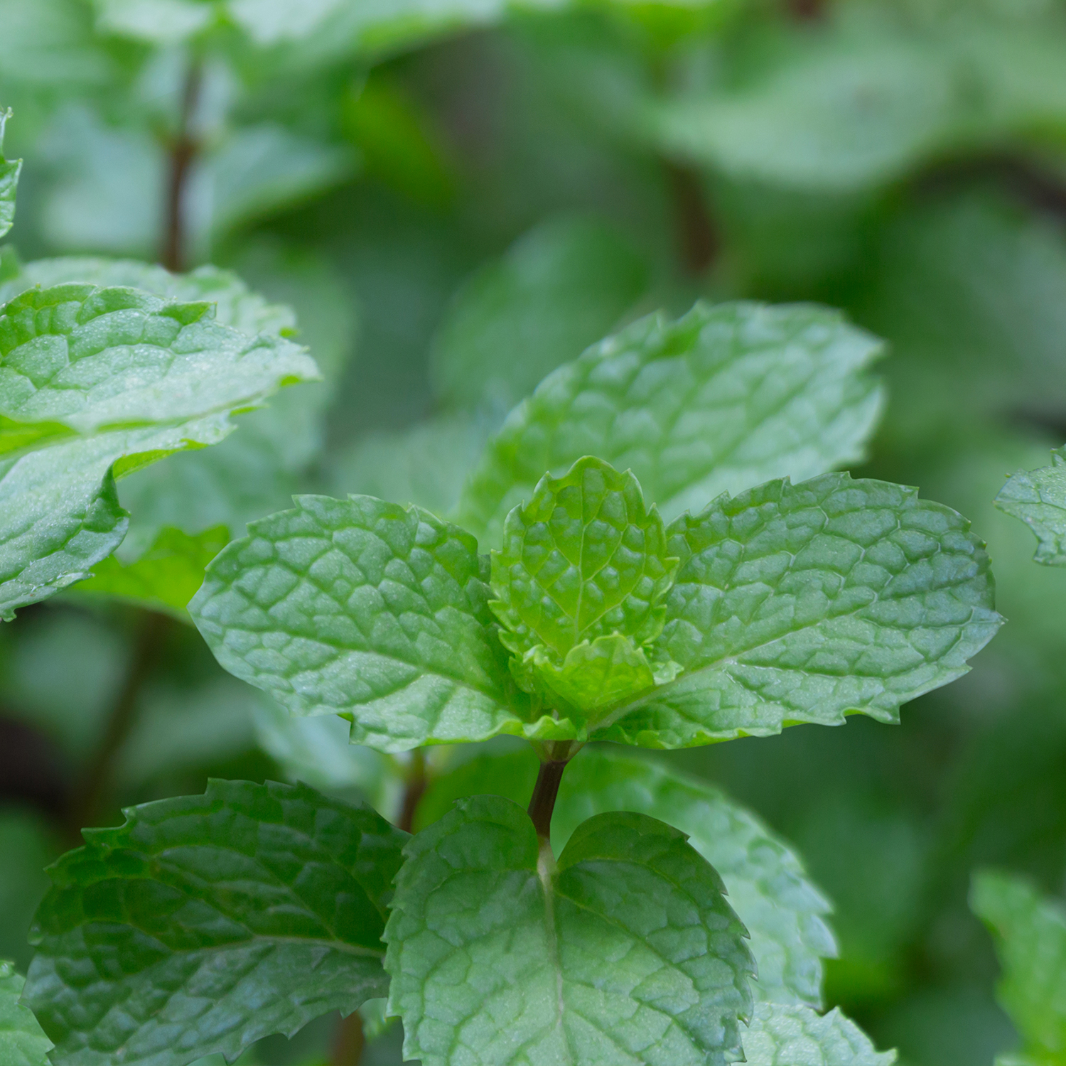 Huile essentielle de Menthe Poivrée