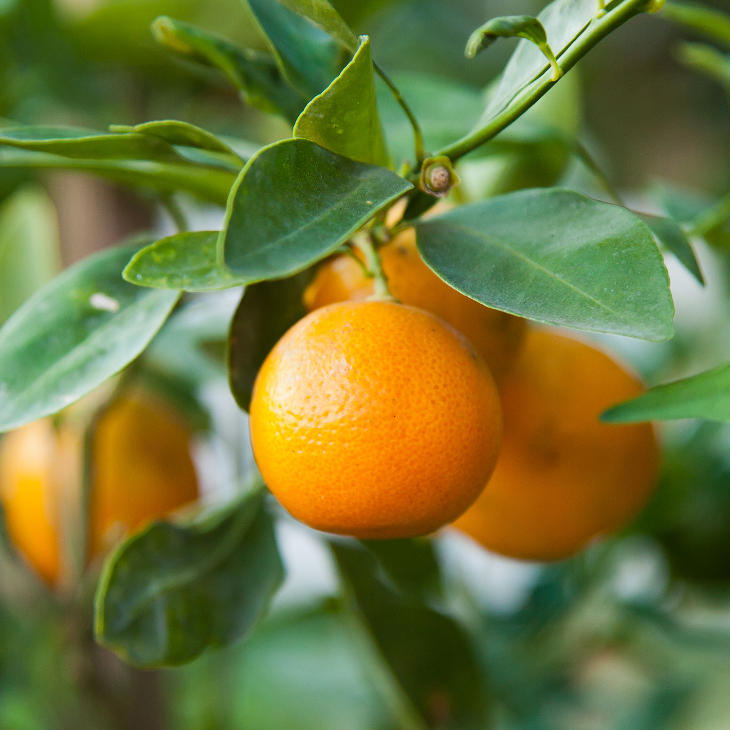 Huile essentielle de Petit Grain Mandarine