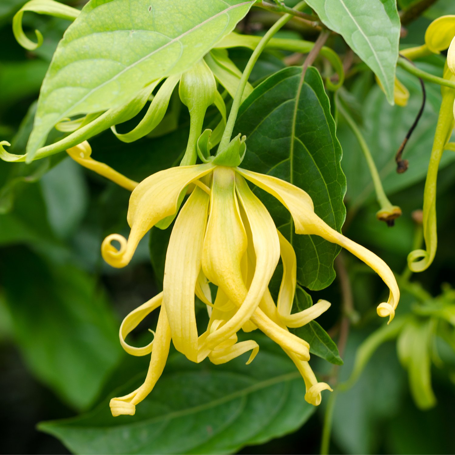 Huile essentielle d'Ylang Ylang Complète