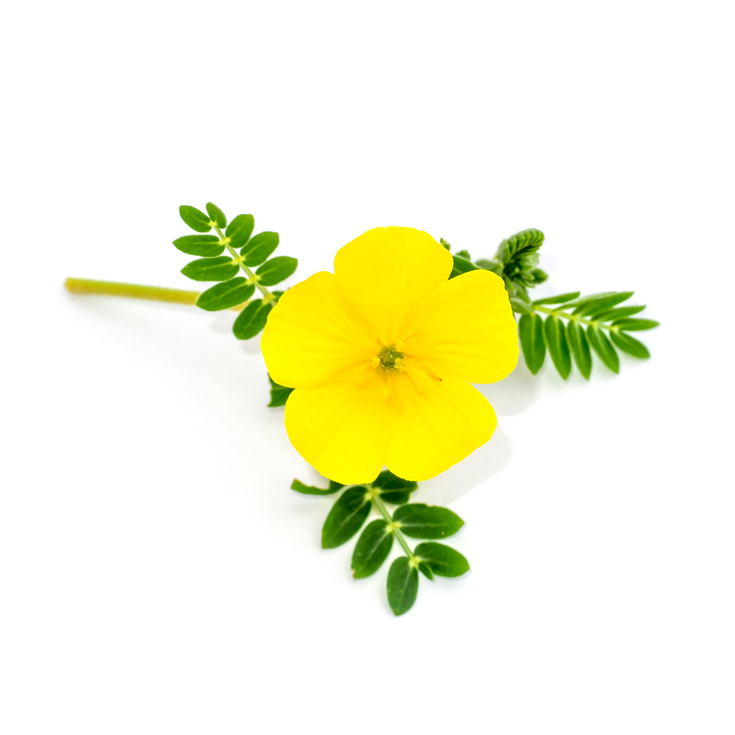 Tribulus