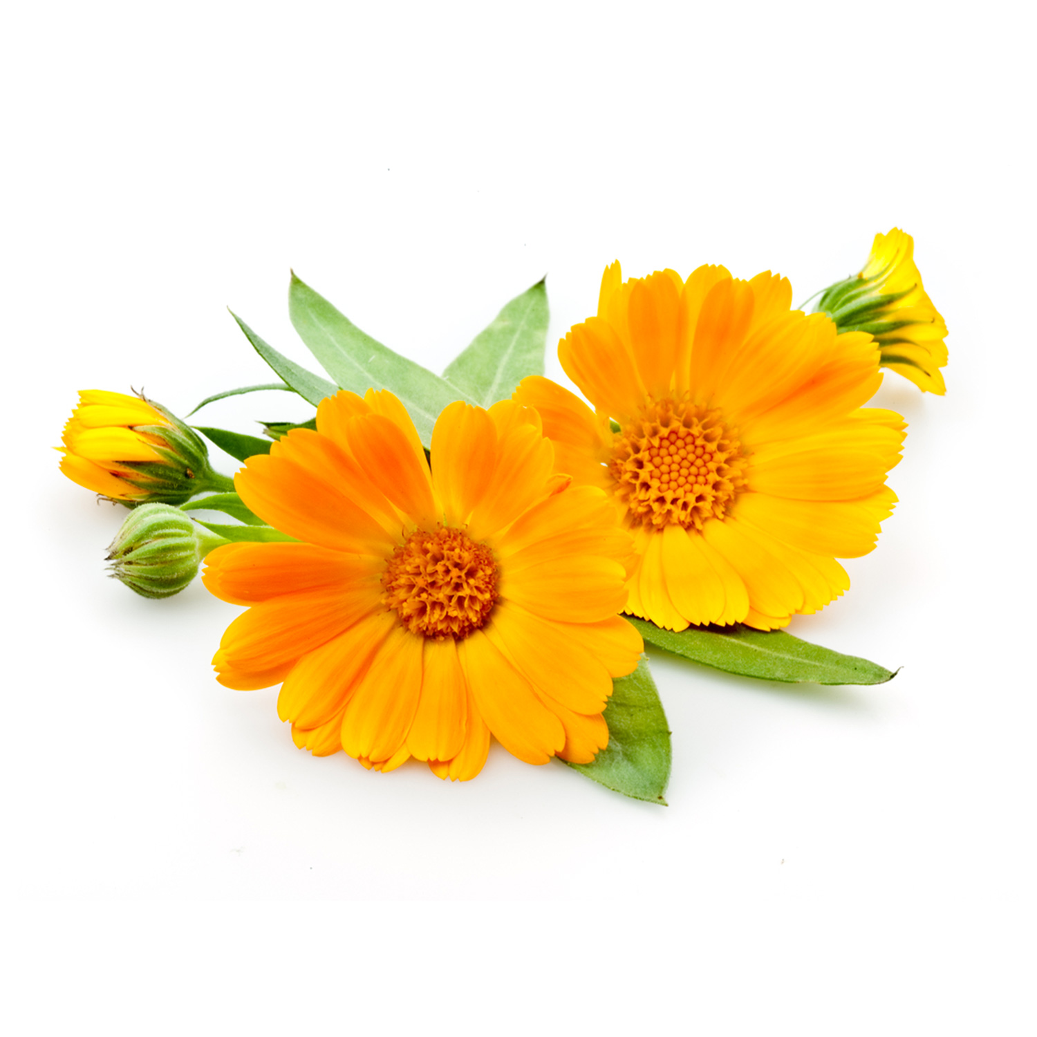 calendula officinalis