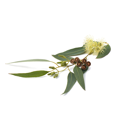 eucalyptus