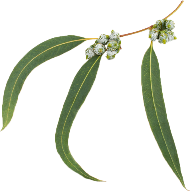 Eucalyptus radiata