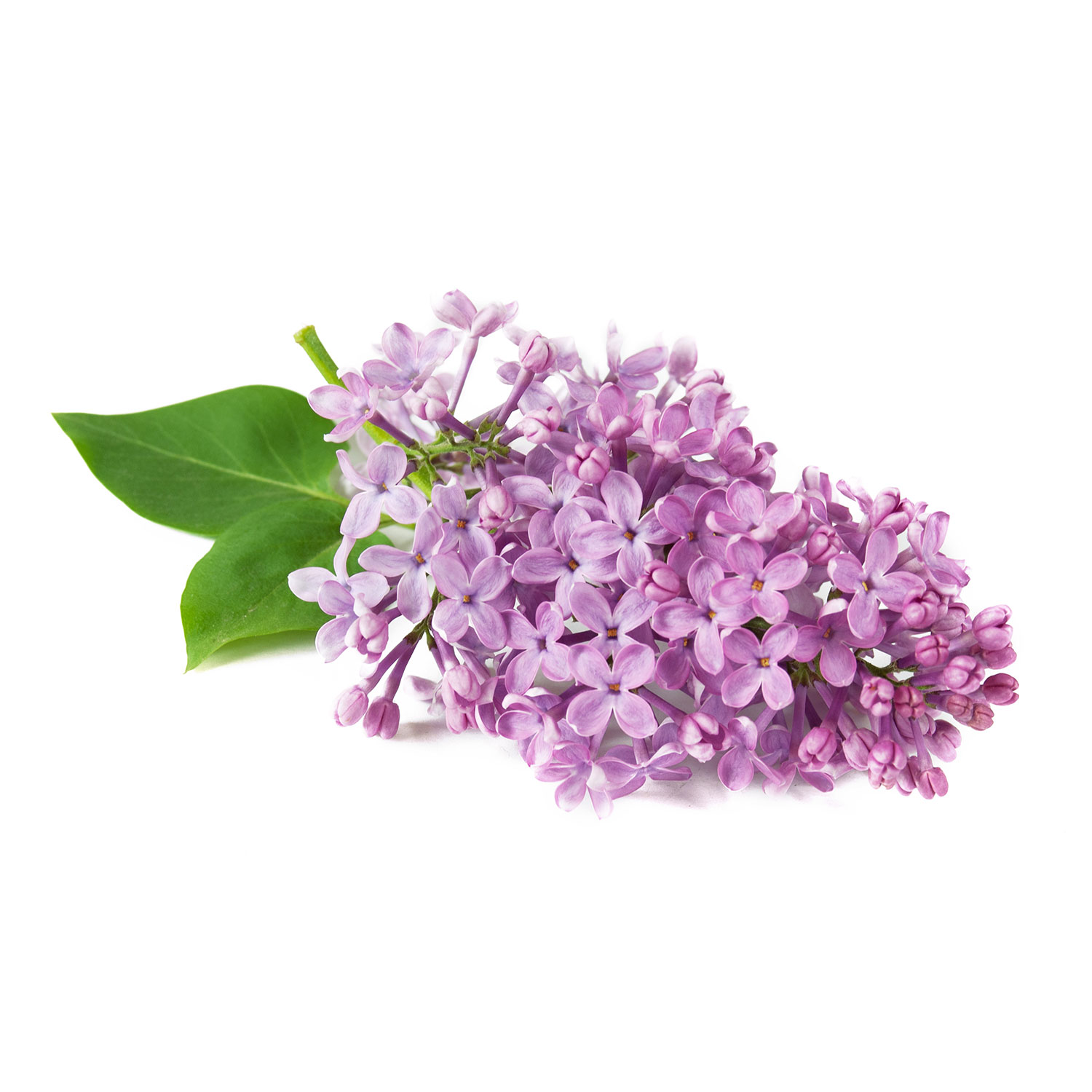 lilas