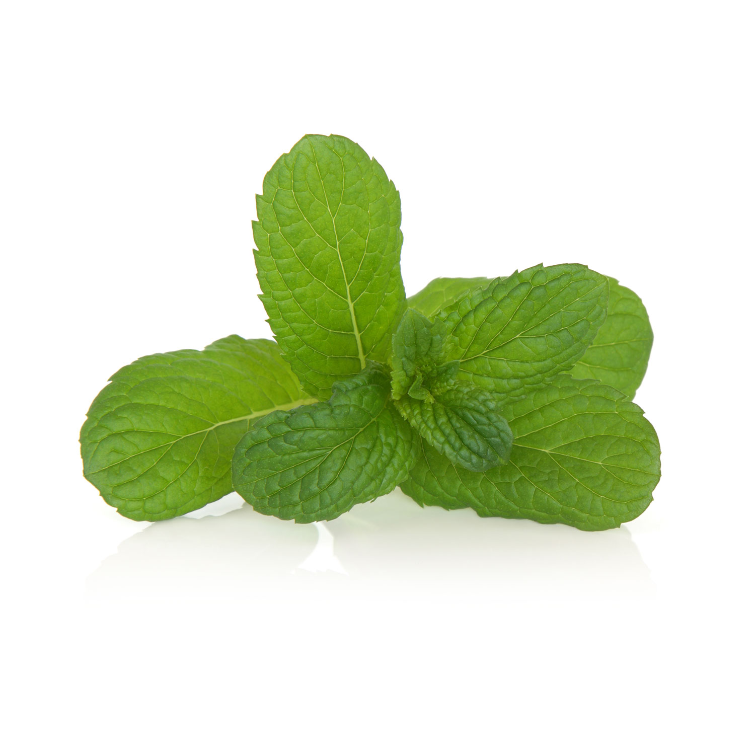 menthe odorante
