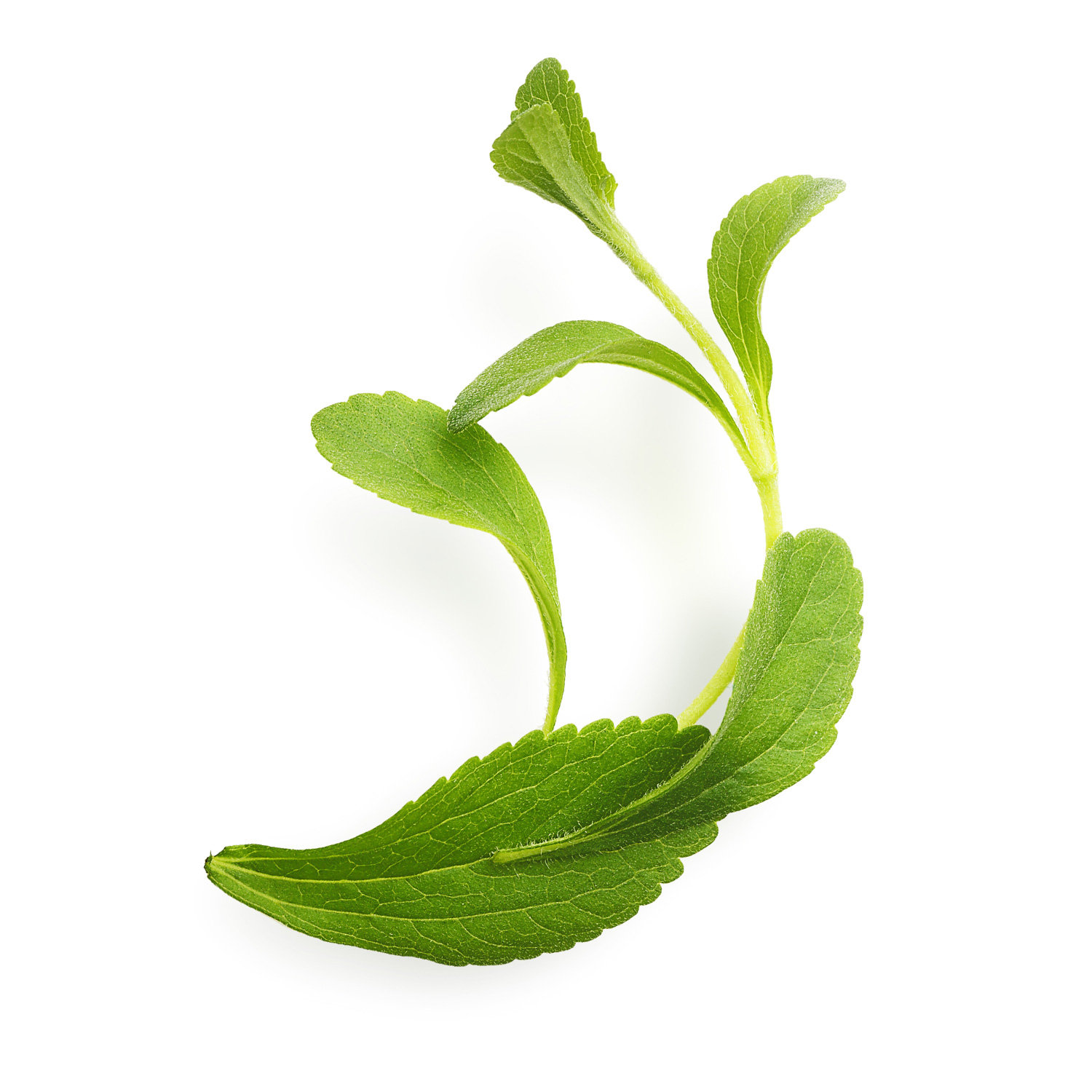 Stevia