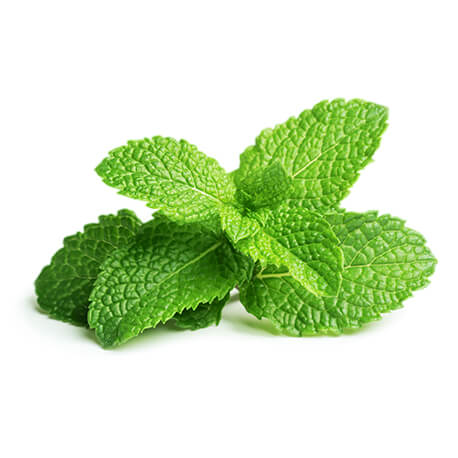 20 Pastilles Répulsives Anti-souris Et Rats – Huile De Menthe Poivrée Naturelle – Maison, Garage, Voiture