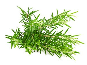 Romarin à Verbénone