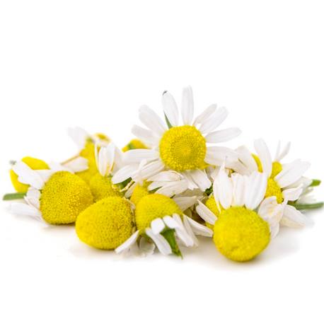 Camomille Matricaire