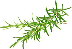 Romarin à Camphre