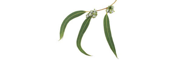 L'huile essentielle d'Eucalyptus Radiata