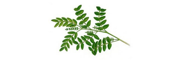 L'huile essentielle de Lentisque Pistachier