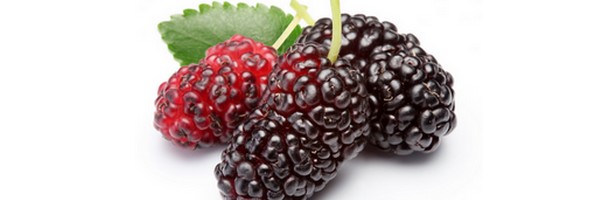 La Mulberry (Mûre Noire)