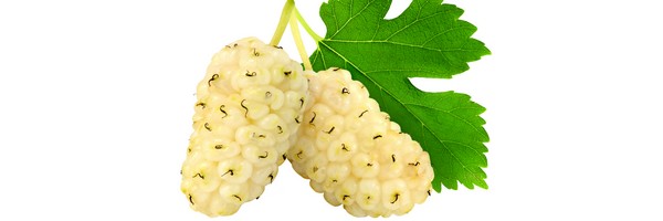 La Mulberry (Mûre Blanche)