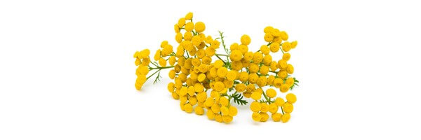 L'huile essentielle de Tanaisie Annuelle 