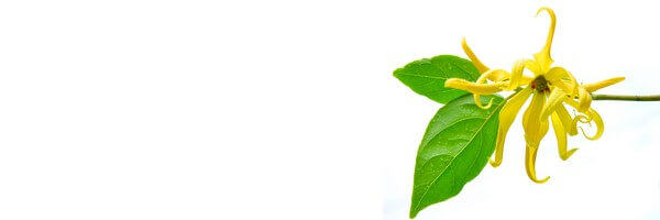 L'huile essentielle d'Ylang Ylang Complète