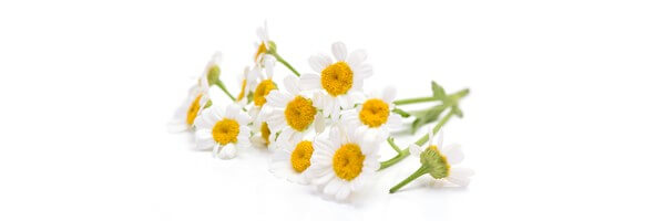 L'huile essentielle de Camomille Romaine