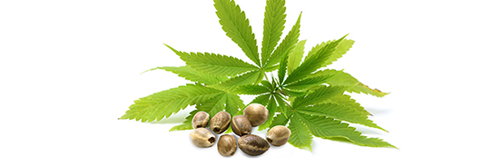 La Graine de Chanvre