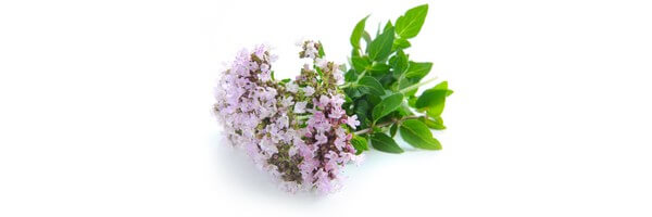 L'huile essentielle de Marjolaine à Coquilles