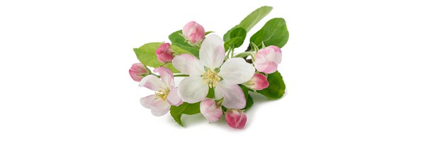 Le macérat de bourgeons de Pommier